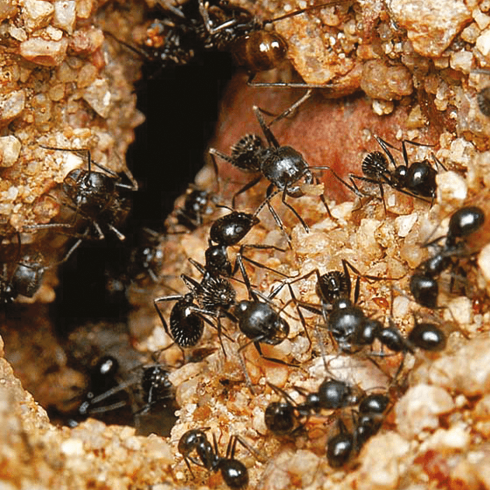 HGX mierenpoeder mierennest